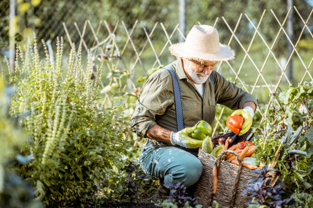 istock Senior man working on an organic vegetable garden 1172654564