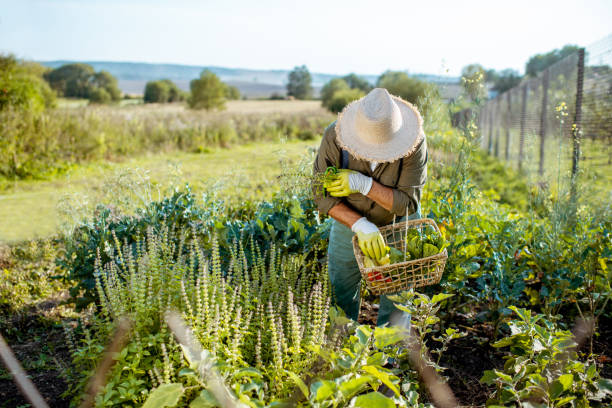 istock Senior man working on an organic vegetable garden 1172654731