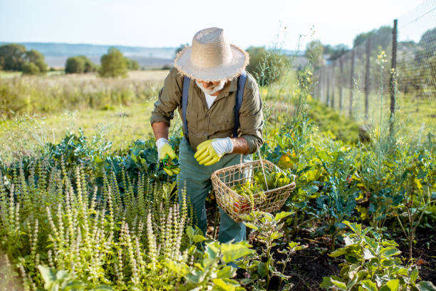 istock Senior man working on an organic vegetable garden 1172654732