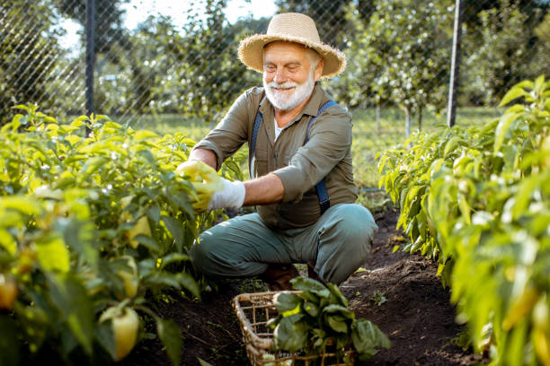 istock Senior man working on an organic vegetable garden 1172654774