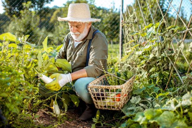 istock Senior man working on an organic vegetable garden 1172654821