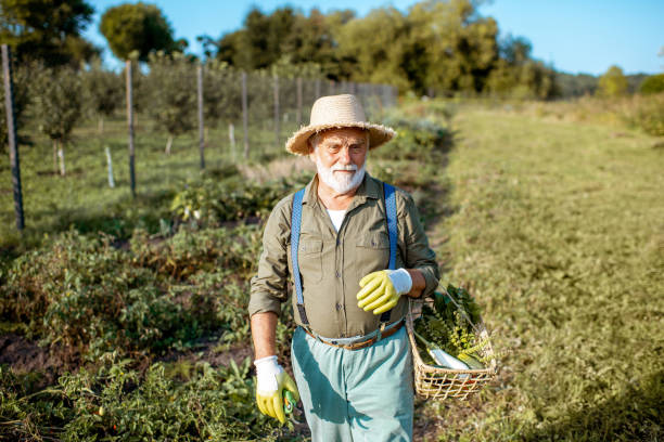 istock Senior man working on an organic vegetable garden 1172654836