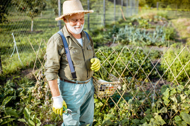 istock Senior man working on an organic vegetable garden 1172654837
