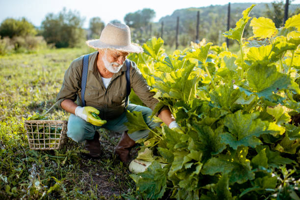 istock Senior man working on an organic vegetable garden 1172654871