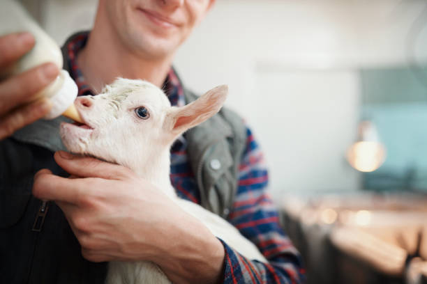 Things just goat real cute in here Shot of a young man feeding a baby goat bottled milk at a dairy farm goat photos stock pictures, royalty-free photos & images