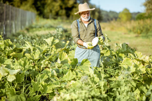 istock Senior man working on an organic vegetable garden 1172655078