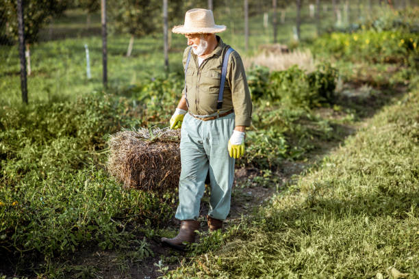 istock Senior man with hay on the vegetable garden 1172655174