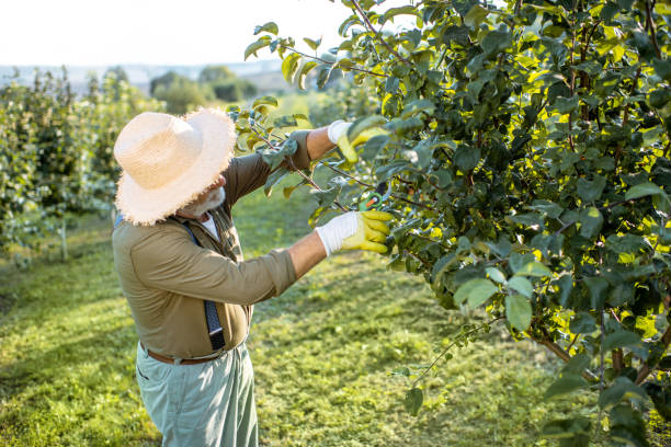 istock Senior man in the apple orchard 1172656259