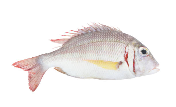 istock Pink ear emperor fish isolated on white 1172656332
