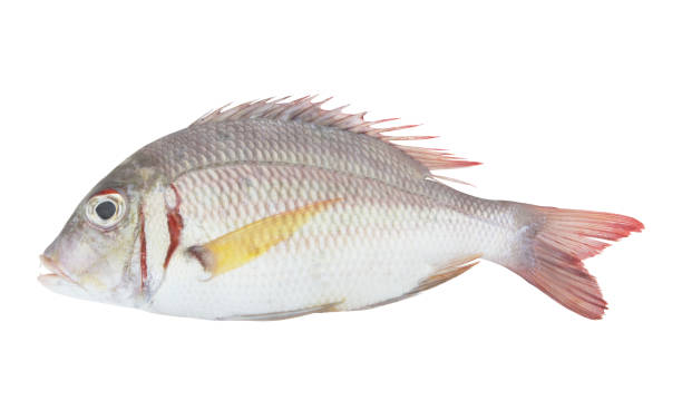 istock Pink ear emperor fish isolated on white 1172656336