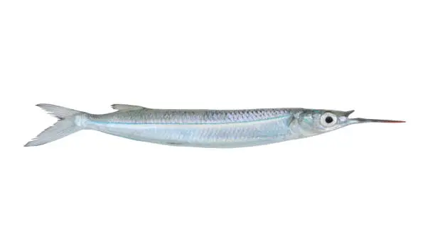 Halfbeak fish isolated on white background