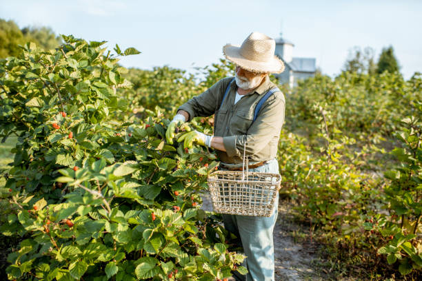 istock Senior man collecting blackberries 1172656401