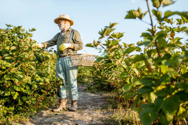 istock Senior man collecting blackberries 1172656919