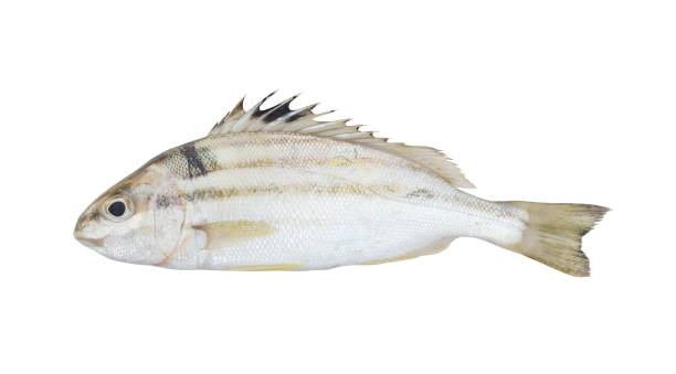 istock Sixlined Terapon fish isolated on white 1172656955