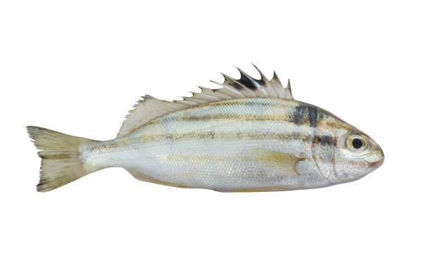 istock Sixlined Terapon fish isolated on white 1172656991