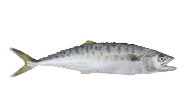 istock Doublespotted queenfish isolated on the white background 1172657050