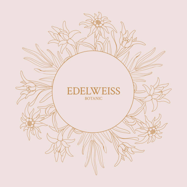 edelweiss. ramka z kwiatami edelweiss na różowym tle - edelweiss stock illustrations