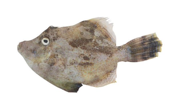 istock Fan bellied leatherjacket fish isolated 1172657124