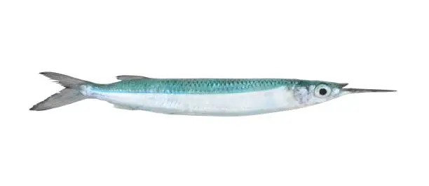 Halfbeak fish isolated on white background