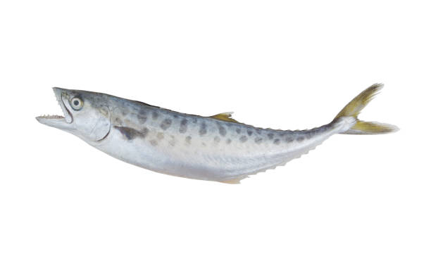istock Doublespotted queenfish isolated on the white background 1172657547