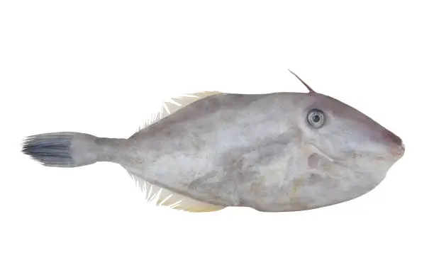 Unicorn leatherjacket fish isolated on white background, Aluter monoceros