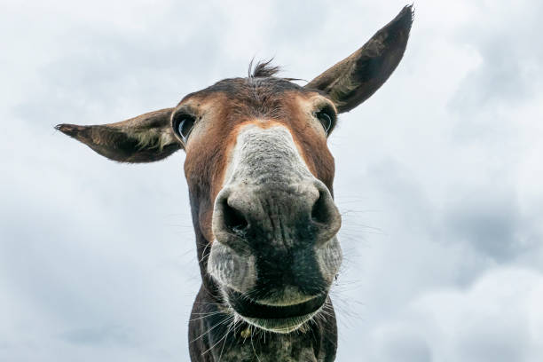 istock Donkey head close-up taken by downside 1172658854