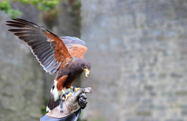 istock eagle sitting on a falconer glove 1172659971