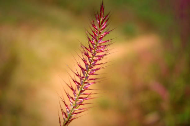 A close-up, blurry image featuring a small area of focus on large grass leaves, with a warm, orange-hued grass contrasting against a clear sky at sunset. The soft, blurred edges create a dreamy atmosphere, making this image an ideal background for design projects, offering a serene and natural vibe. Perfect for conveying peaceful, tranquil moments in nature.