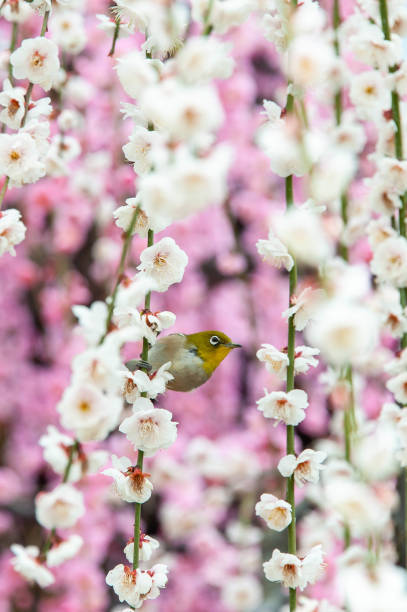 istock Japanese white-eye sucking nectar from white plum blossom 1172660818