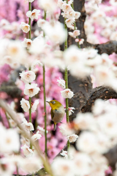 White and red plum blossoms and white-eye
