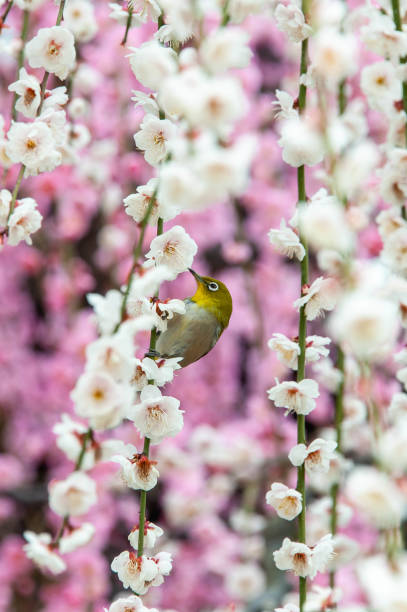 istock Japanese white-eye sucking nectar from plum blossoms 1172661032