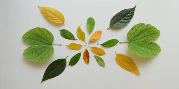 istock Tropical exotic leaves collection isolated on white background 1172661121