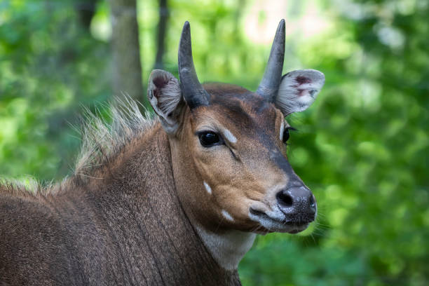 Nilgai Stock Photos, Pictures & Royalty-Free Images - iStock