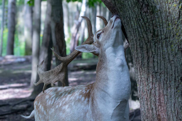 istock The fallow deer (Dama dama) is native species to Europe 1172661285