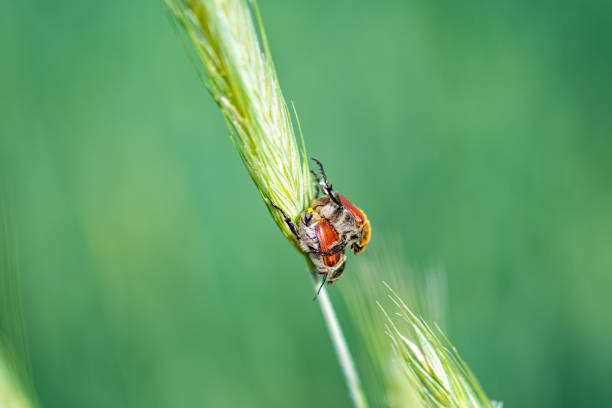 istock Bugs in the field of wheat 1172661489