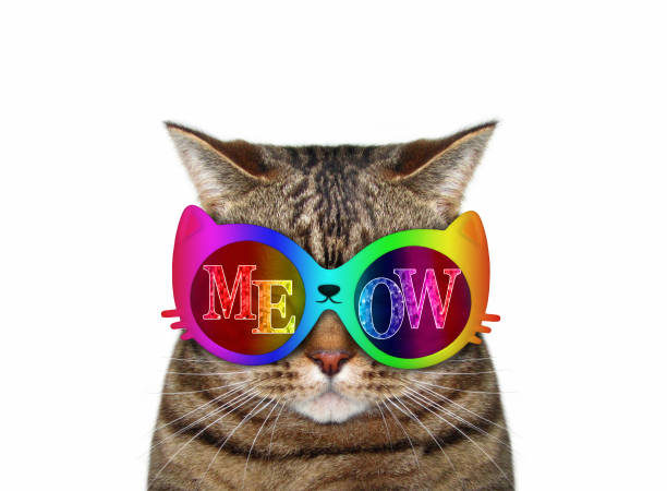 British shorthair cat wearing halloween glasses