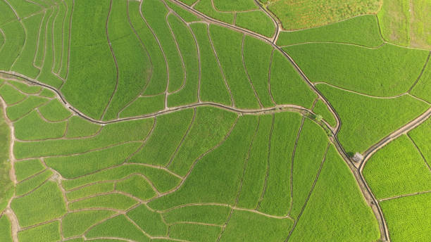 istock The beautiful landscape of rice fields 1172662136