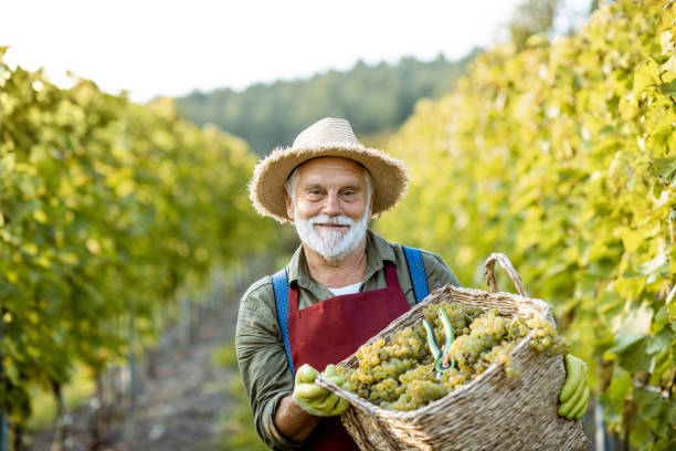 istock Senior winemaker with grapes on the vineyard 1172662158