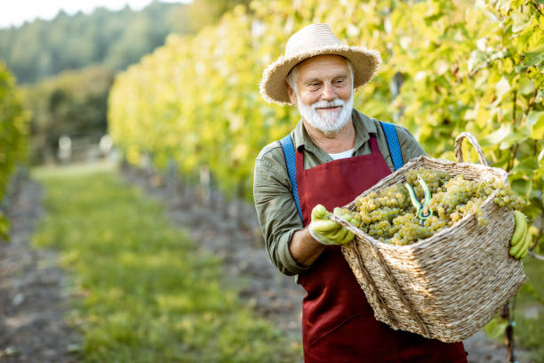 istock Senior winemaker with grapes on the vineyard 1172662180