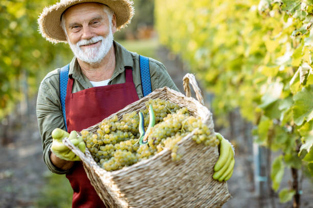 istock Senior winemaker with grapes on the vineyard 1172662183