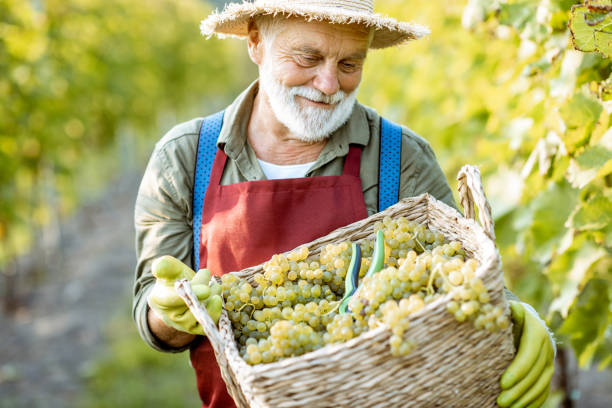 istock Senior winemaker with grapes on the vineyard 1172662203