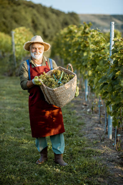 istock Senior winemaker with grapes on the vineyard 1172662219
