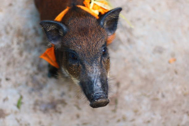 A wild boar baby that was redeemed from a hunter to a temple in Thailand