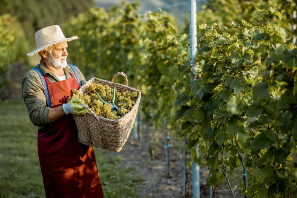 istock Senior winemaker with grapes on the vineyard 1172662230