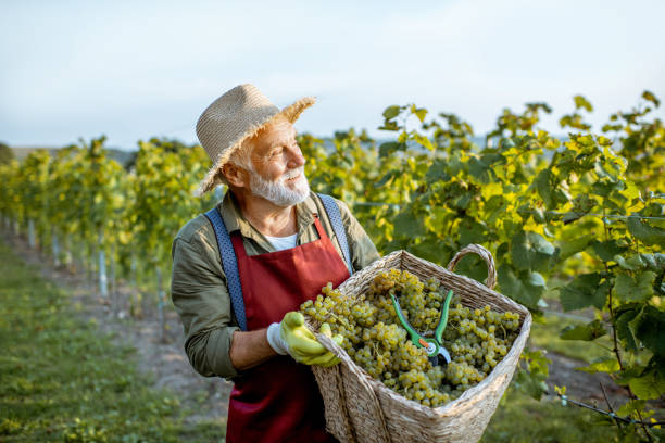 istock Senior winemaker with grapes on the vineyard 1172662231