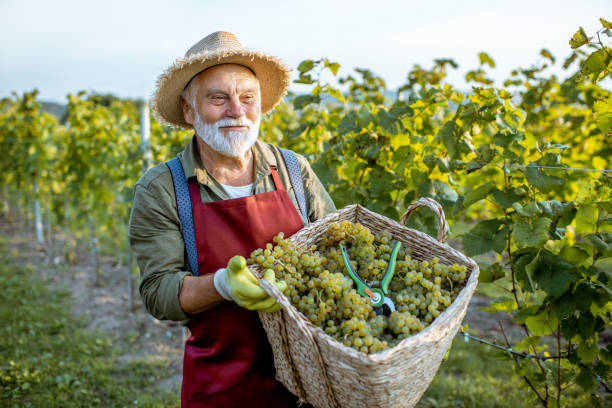 istock Senior winemaker with grapes on the vineyard 1172662244