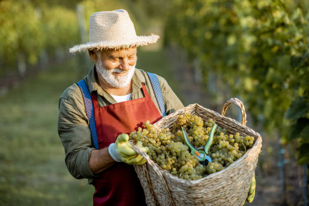 istock Senior winemaker with grapes on the vineyard 1172662259