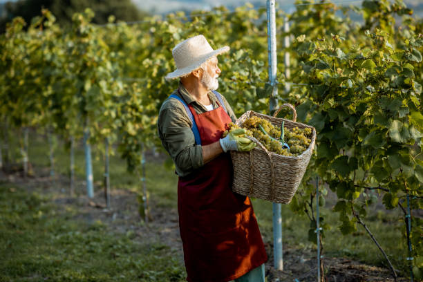 istock Senior winemaker with grapes on the vineyard 1172662271