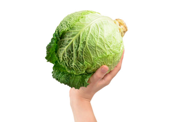 istock Green cabbage isolated on white background. In woman hands. 1172664000