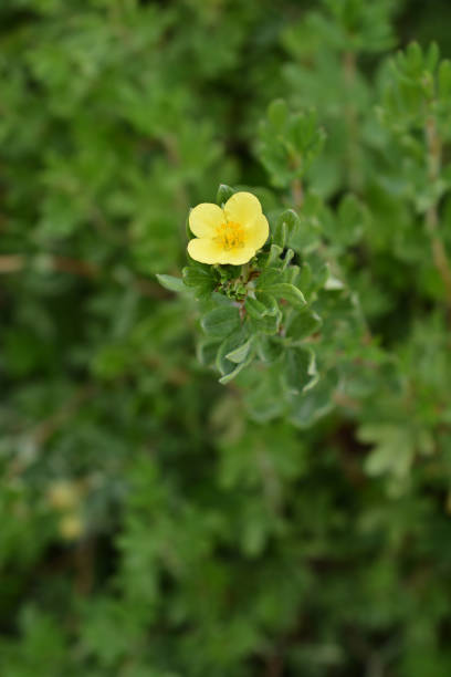 istock Yellow Shrubby Cinquefoil 1172669048